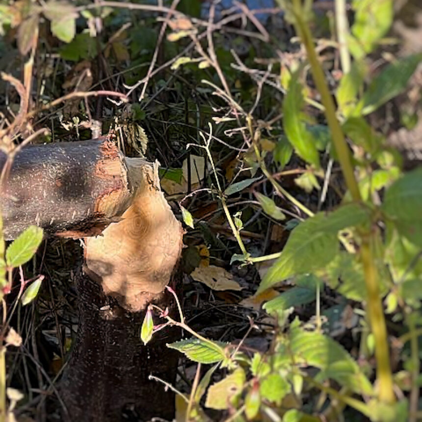 Bever knaagsporen